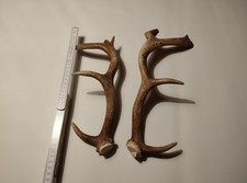 Abwurfstange ,Geweih Damhirsch