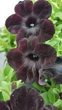 Petunien petunia 50 - petunia, *