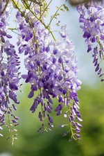Wisteria sinensis