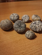 Seeigel Fossil von der Ostseeküste 7 Stück 