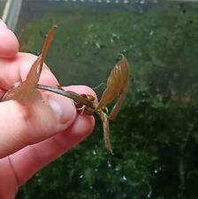 Nymphaea lotus - Ableger -