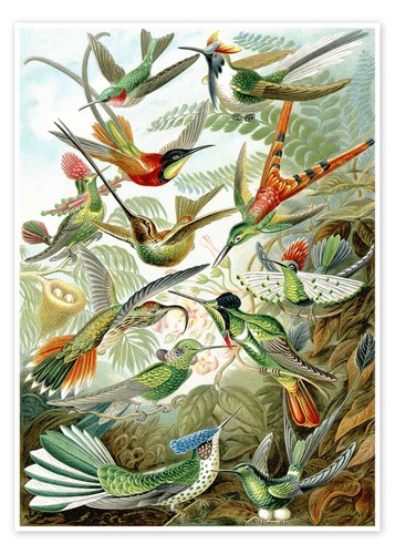 Poster kolibris trochilidae - poster,