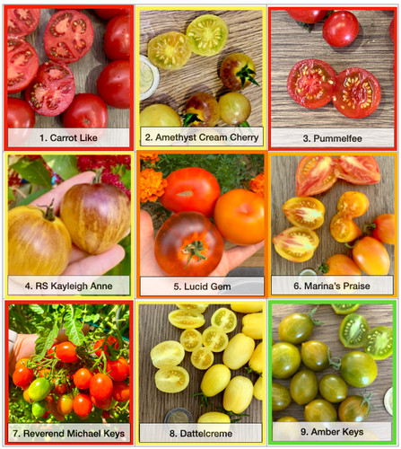 Sale tomatensamen set 1 - tomatensamen,