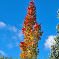 Säulen Amberbaum - 'Slender Silhouette' 60-80cm - Liquidambar styraciflua