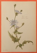 Wegwarte Zichorie Cichorium