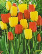 50 Tulpenzwiebeln rot/gelb gemischt Blumenzwiebeln Tulpen Lieferbar 9.9.