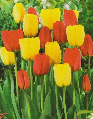 Tulpenzwiebeln rot gelb - tulpenzwiebeln, rot/gelb