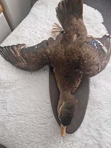 Tierpräparat ente auf - ente,