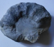 Ammonit Trias (Y574)? Schau mal durch! Kiste dazu ?