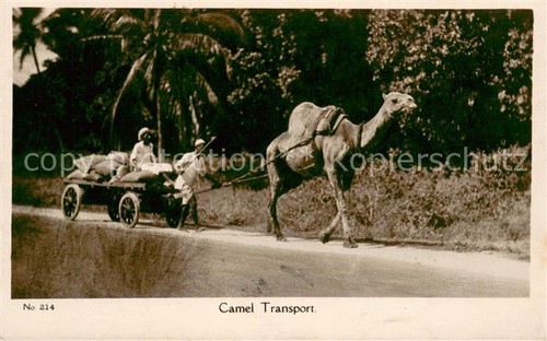 Mombasa camel transport - camel,