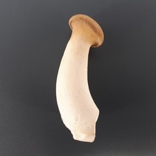 10 mL King Trumpet Oyster Mushroom Liquid Culture - Pleurotus eryngii