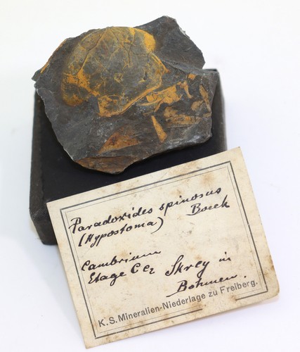 Trilobit paradoxides - trilobit,,