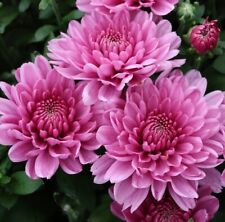 Winteraster Anastasia - Chrysanthemum hortorum