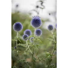 Echinops ritro - Kugeldistel -