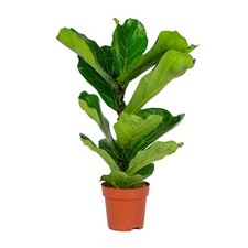 Bloomique - Ficus Lyrata -