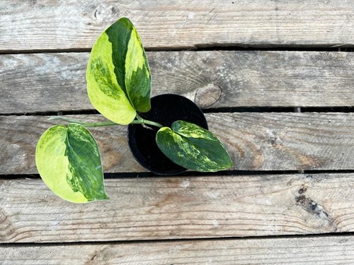 Scindapsus pictus jade satin - jade,