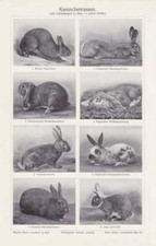 KANINCHEN Kaninchenrassen Hasen schöne TAFEL von 1910 Widderkaninchen 