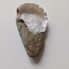 Steinsammler Sylter Royal Austernschale auf Stein gewachsen-Unikat-Rarität