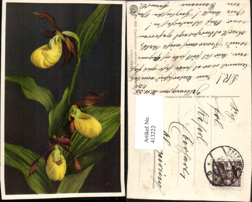 413222 cypripedium calceolus - 413222,cypripedium,