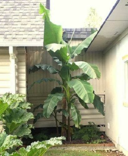 Faser bananen palmen - faser,