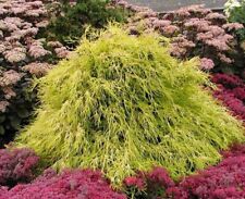 Gelbe Fadenzypresse FILIFERA AUREA 20-30 cm im Container