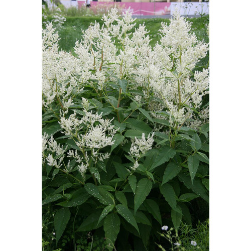 Persicaria cultorum - x,
