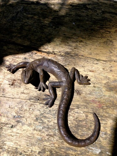 Salamander schöne eidechse - salamander,