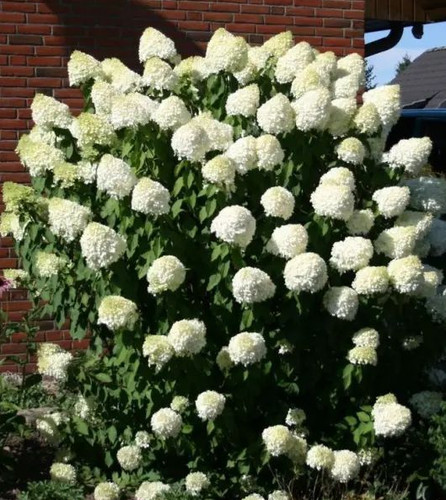 Hortensie grandiflora - hortensie,