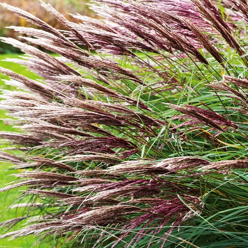 Ziergras gartenpflanze - ziergras,