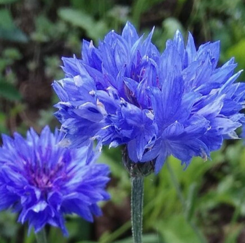 Blaue kornblume 500 samen - 500+,