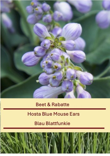 Hosta hyb blue mouse - hosta, ears