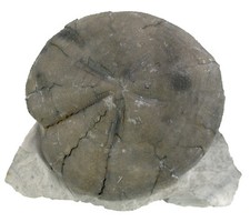 Kreide Standstück mit