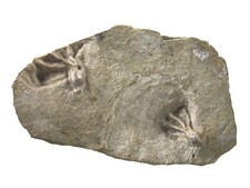 Karbon  2x Dichocrinus