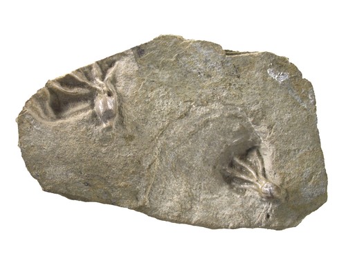 Karbon dichocrinus - ,