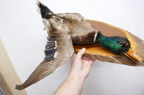 Altes tierpräparat stockente - altes,