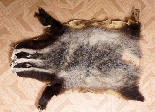 Schönes dachsfell badger fur - schönes,
