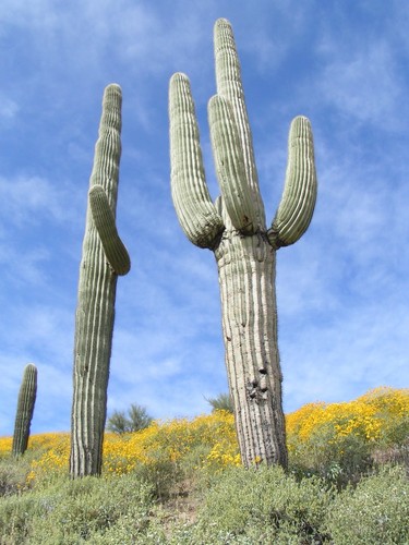 Saguaro carnegiea gigantea - saguaro,