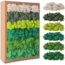 Moos Bastelmoos Islandmoos