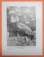 Schuhschnabel Balaeniceps rex Abu Markub Druck von 1912