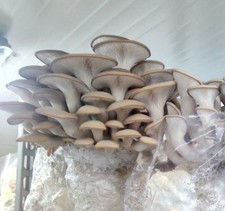 Abalone Pilze zum Zuhause