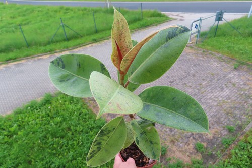 Ficus elasica shivereana 6 - elasica, 9.6