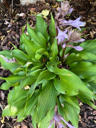Funkien hosta ableger - hosta,