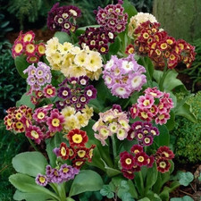 Sale2257 primula pubescens - sale2257, x
