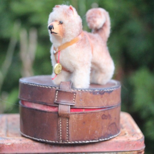 Antiker spitz hund für - spitz,