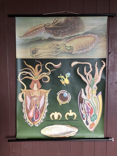 Schulwandkarte rollkarte - schulwandkarte, „