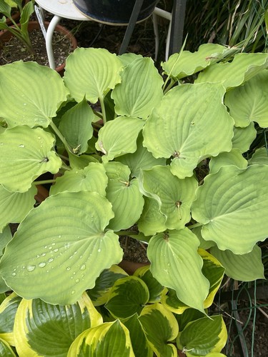Hosta sky dancer 1 - ,,