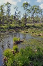 Moorbirke (Betula Pubescens)