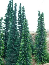 20-STÜCK Fichten Tannen