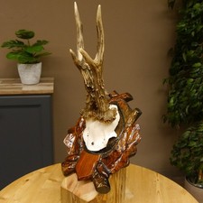 Rehgeweih abnormes Reh HL bis