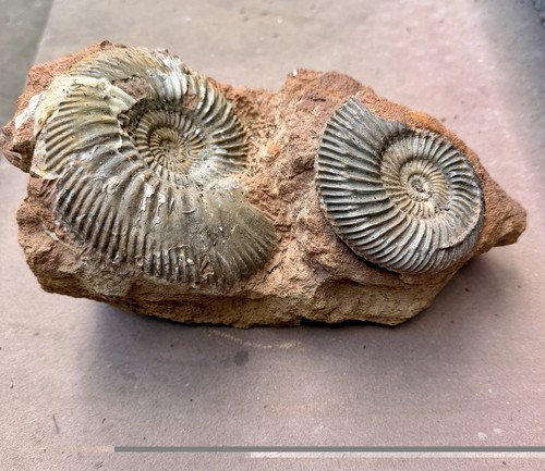 Fossil amonit - fossil,